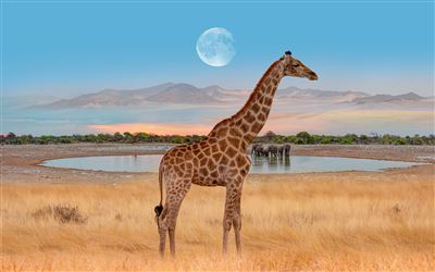 Giraffe mit Mond in der Naehe des Etoha